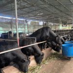 Vỗ béo bò 3B – hướng đi kinh tế ở Toàn Lưu