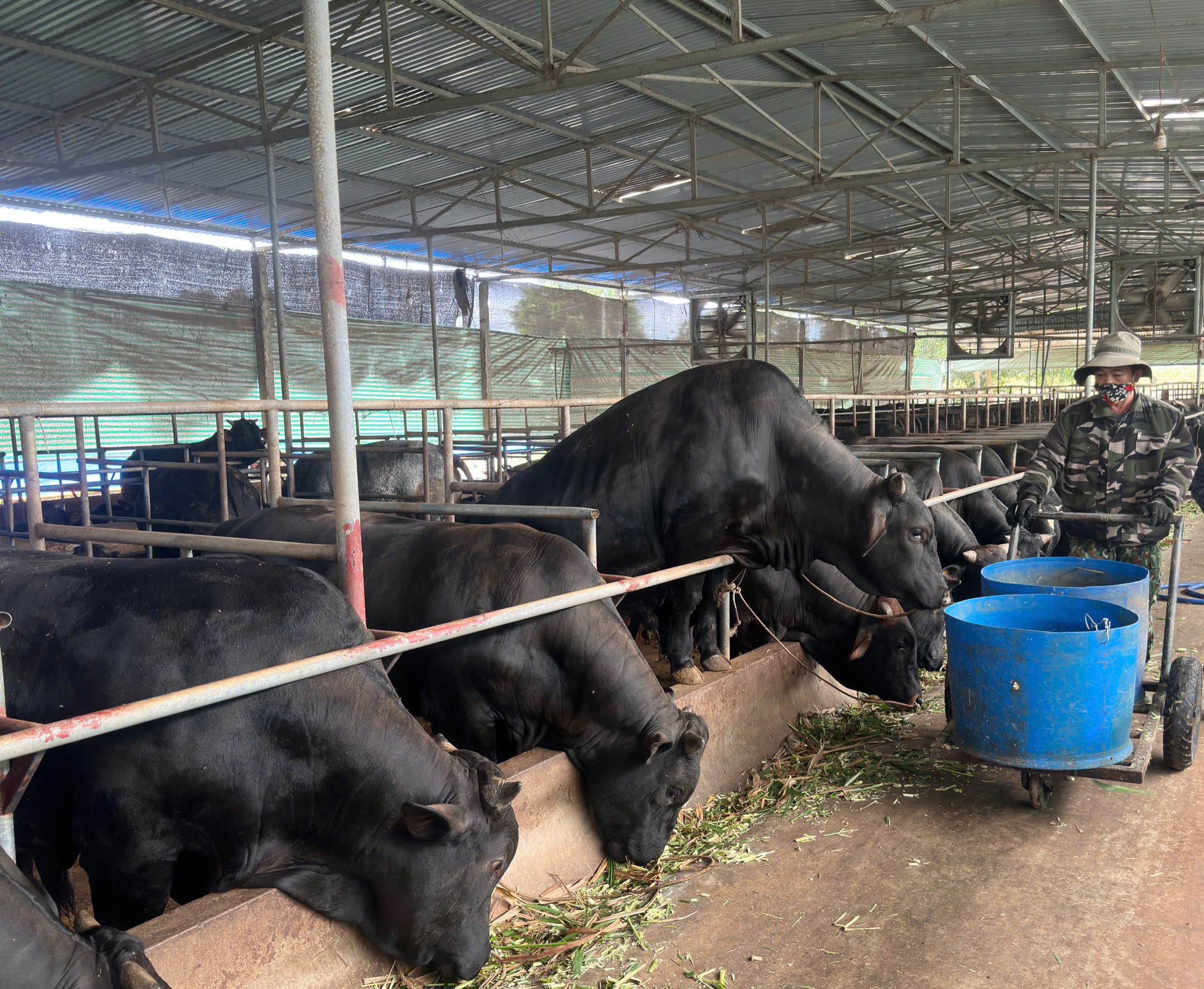 Vỗ béo bò 3B – hướng đi kinh tế ở Toàn Lưu