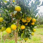 Cam giòn Thượng Lộc – “Vàng xanh” trên vùng đồi Hà Tĩnh