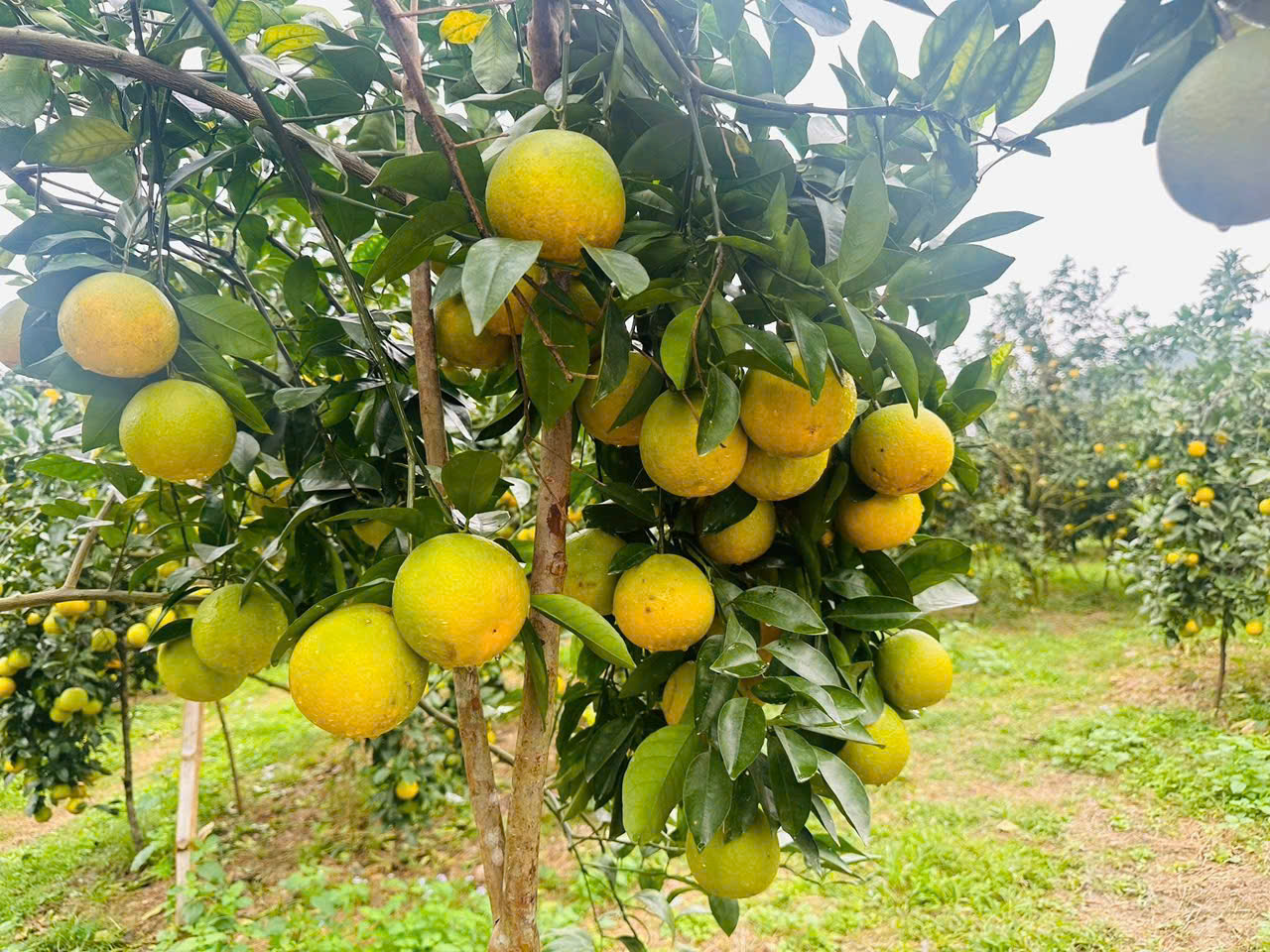 Cam giòn Thượng Lộc – “Vàng xanh” trên vùng đồi Hà Tĩnh