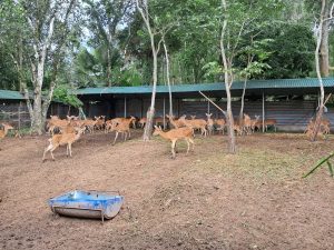 Hành trình vượt khó gây dựng thương hiệu nhung hươu của bà Chu Thị Hồng Hà