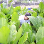 Người dân Đức Quang vào vụ thu hoạch lá dong phục vụ thị trường Tết