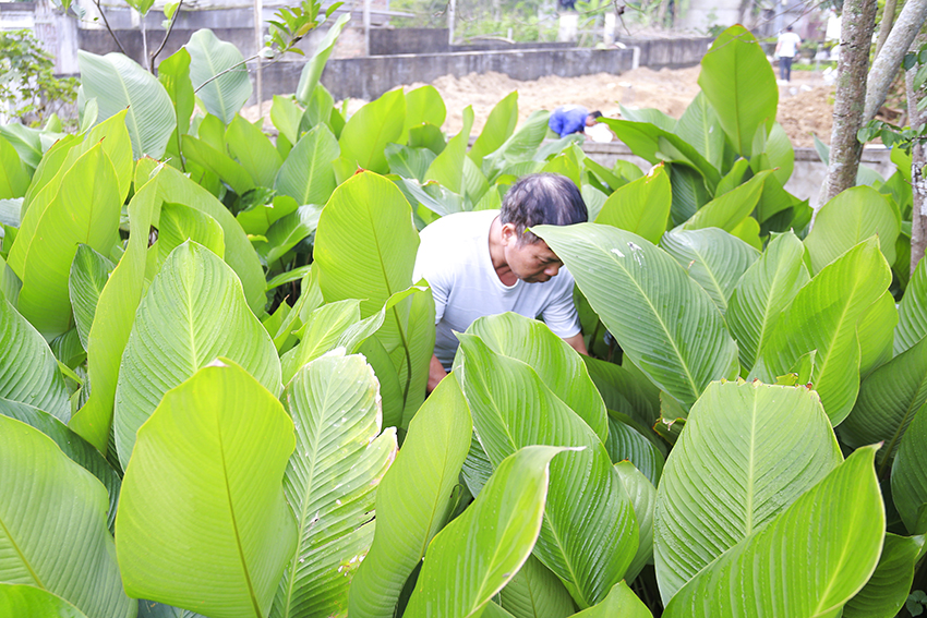 Người dân Đức Quang vào vụ thu hoạch lá dong phục vụ thị trường Tết