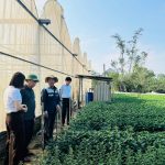 Trồng hoa cúc trong nhà màng – hướng đi hiệu quả tại xã Tùng Lộc
