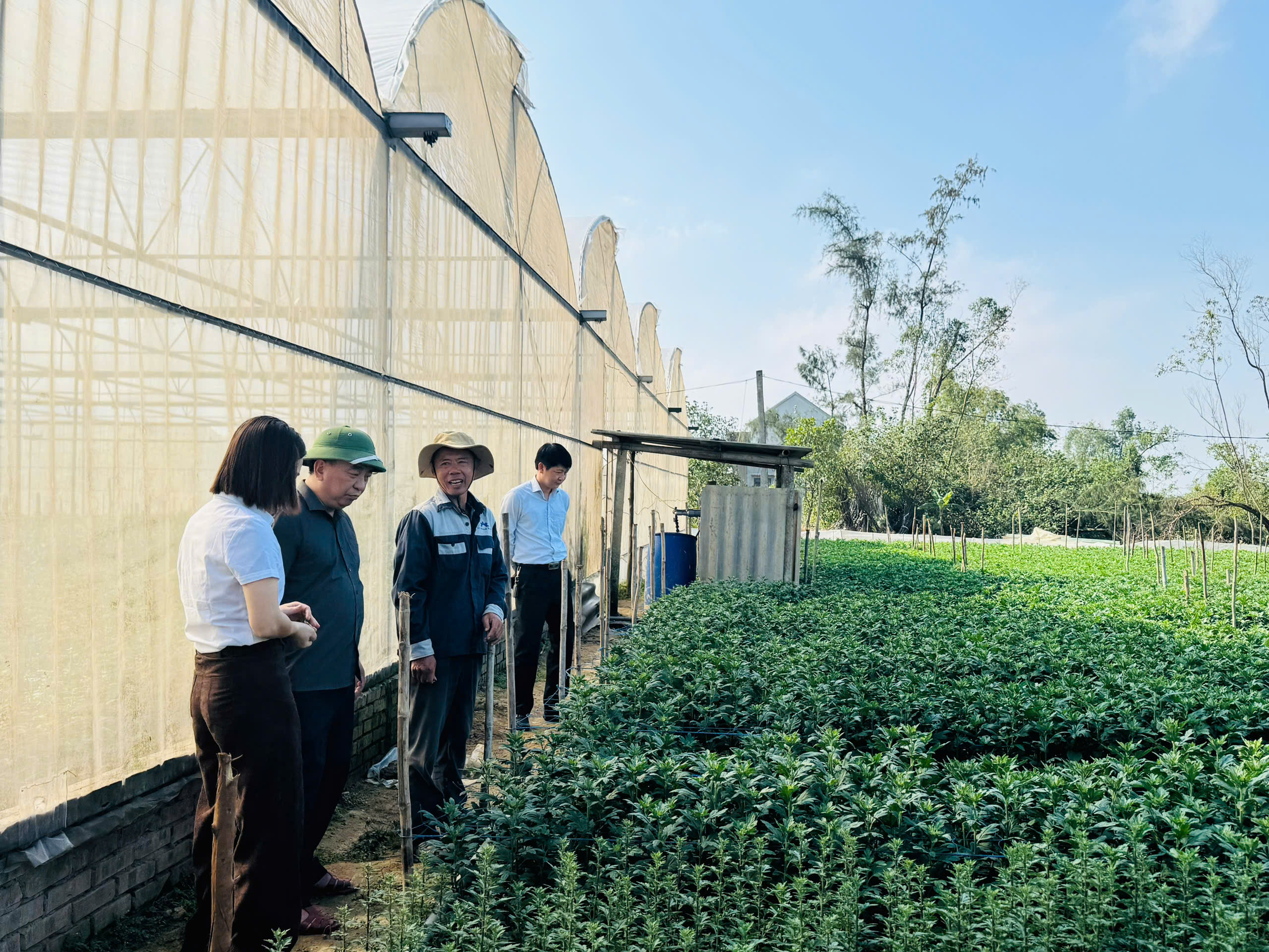 Trồng hoa cúc trong nhà màng – hướng đi hiệu quả tại xã Tùng Lộc