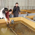 Nuôi lươn không bùn – hướng đi mới trong phát triển kinh tế bền vững ở xã Đức Thọ