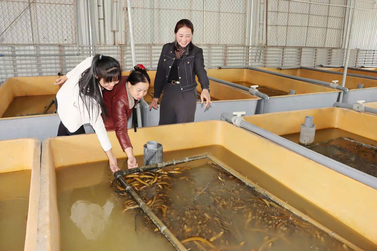 Nuôi lươn không bùn – hướng đi mới trong phát triển kinh tế bền vững ở xã Đức Thọ