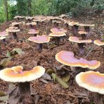 Kỹ thuật trồng nấm Linh chi