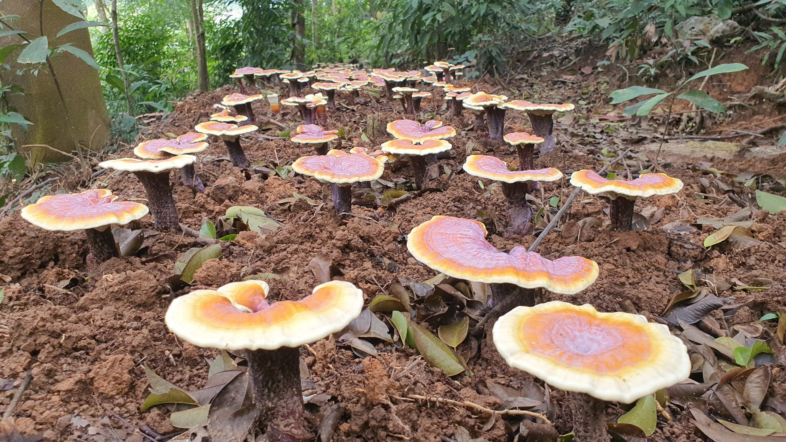 Kỹ thuật trồng nấm Linh chi