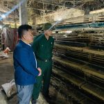 Hiệu quả từ mô hình nuôi chim cút của cựu quân nhân Trần Quốc Việt