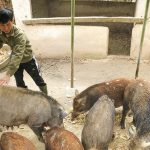 Nuôi lợn rừng sạch, hút hàng dịp Tết Nguyên đán