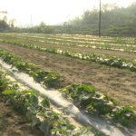 Rau xanh, hoa thắm hồi sinh trên vùng rốn lũ Đức Minh