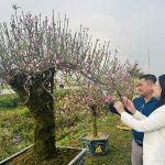 Khai mạc Hội chợ hoa, cây cảnh và sản phẩm nông nghiệp xã Toàn Lưu năm 2026