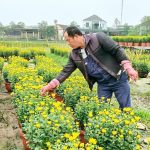 Nông dân phường Trần Phú làm giàu từ mô hình trồng hoa cúc phục vụ thị trường Tết