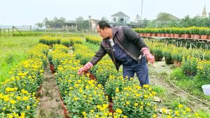 Nông dân phường Trần Phú làm giàu từ mô hình trồng hoa cúc phục vụ thị trường Tết