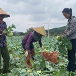 Giá trị vượt tầm kinh tế của cây rau nơi vùng đất nghèo dinh dưỡng