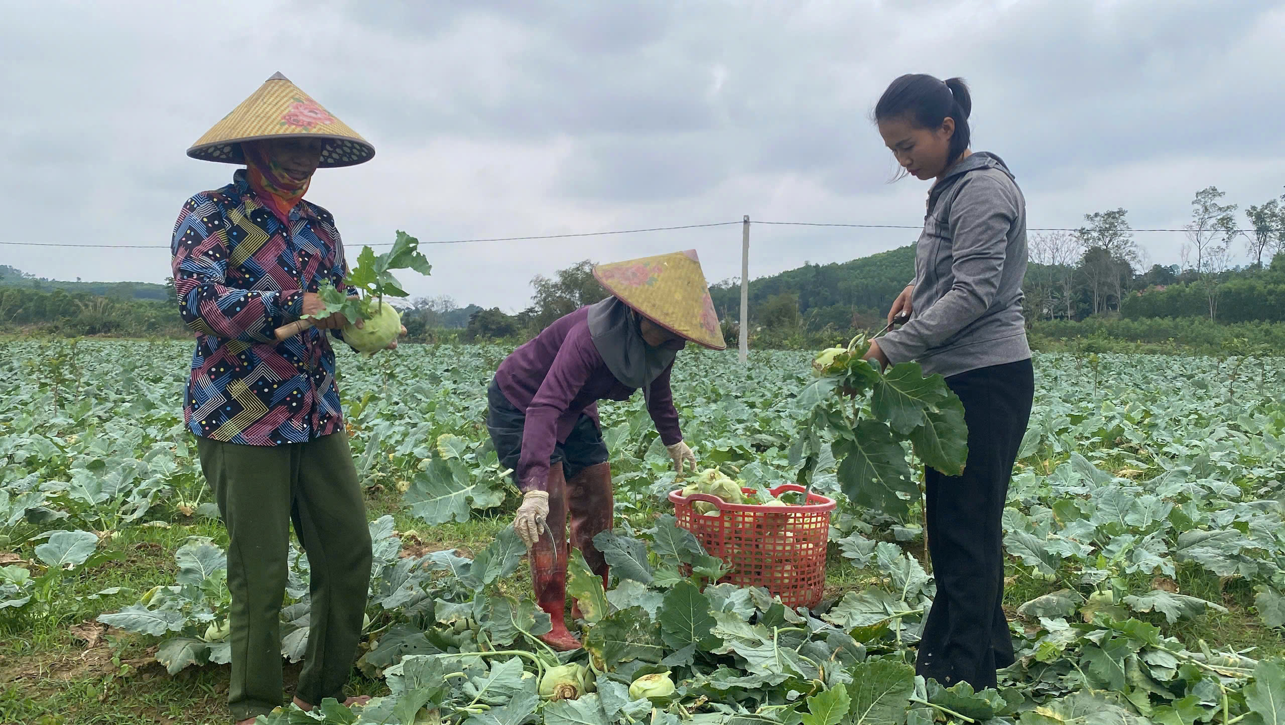 Giá trị vượt tầm kinh tế của cây rau nơi vùng đất nghèo dinh dưỡng
