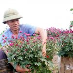 Sắc xuân rực rỡ từ vườn hoa Tết đầu tiên ở Hương Sơn