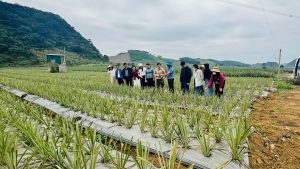 Khuyến nông Hà Tĩnh khảo sát, học tập mô hình nông nghiệp hiệu quả tại Ninh Bình