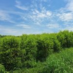 Hiệu quả từ mô hình trồng rừng keo tam bội thâm canh