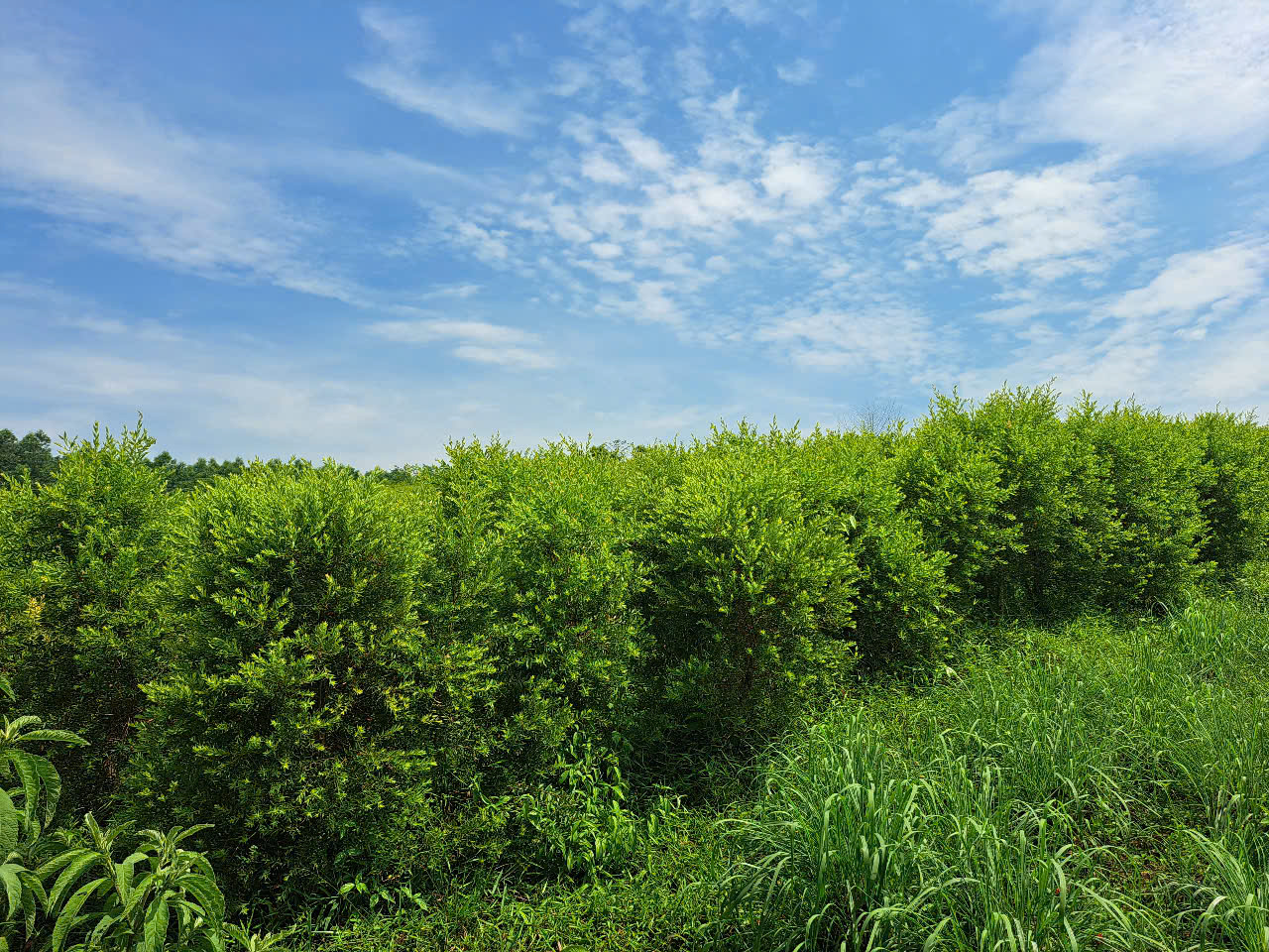 Hiệu quả từ mô hình trồng rừng keo tam bội thâm canh