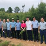 Phát triển mô hình trồng cây Tràm trà, Tràm năm gân để làm tinh dầu tạo ra nhiều triển vọng mới tại tỉnh Hà Tĩnh