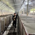 Nuôi chồn hương thu tiền tỷ ở Gia Hanh