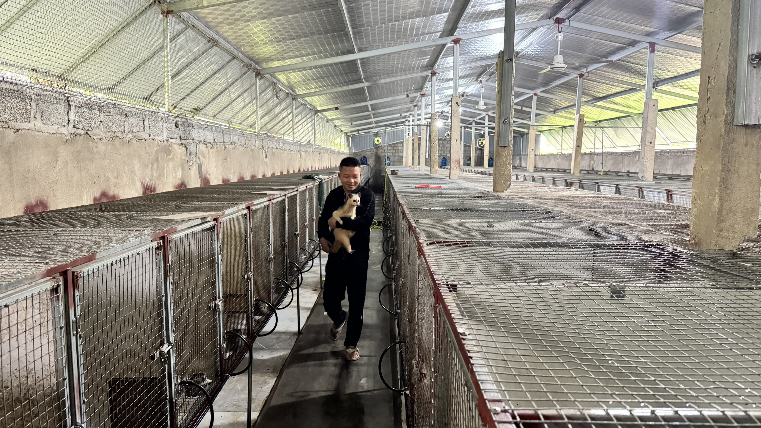 Nuôi chồn hương thu tiền tỷ ở Gia Hanh