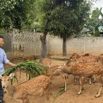 Sơn Giang phát huy thế mạnh nghề chăn nuôi hươu