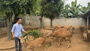 Sơn Giang phát huy thế mạnh nghề chăn nuôi hươu