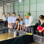 Hiệu quả từ mô hình nuôi lươn trong bể lót bạt tại xã Đồng Tiến