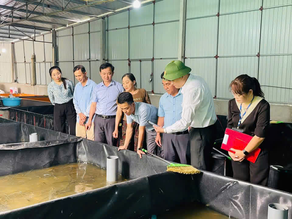 Hiệu quả từ mô hình nuôi lươn trong bể lót bạt tại xã Đồng Tiến