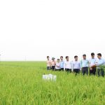 Hà Tĩnh mở rộng tưới ngập – khô xen kẽ, hướng tới sản xuất lúa giảm phát thải bền vững