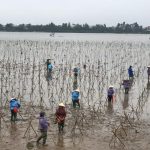 Nỗ lực nghiên cứu, đề xuất các giải pháp phục hồi và phát triển hệ thống rừng ngập mặn khu vực ven sông Sông Rào Cái