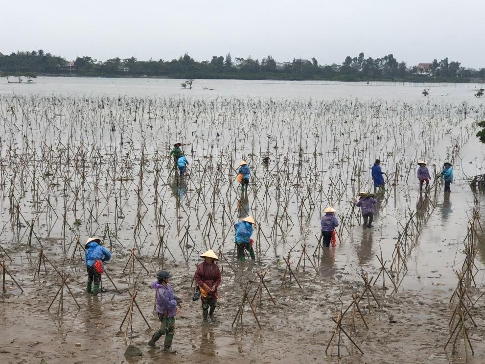 Nỗ lực nghiên cứu, đề xuất các giải pháp phục hồi và phát triển hệ thống rừng ngập mặn khu vực ven sông Sông Rào Cái