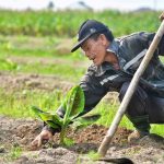 Nông dân Đan Hải làm giàu từ mô hình đa canh trên đất bỏ hoang