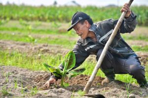 Nông dân Đan Hải làm giàu từ mô hình đa canh trên đất bỏ hoang