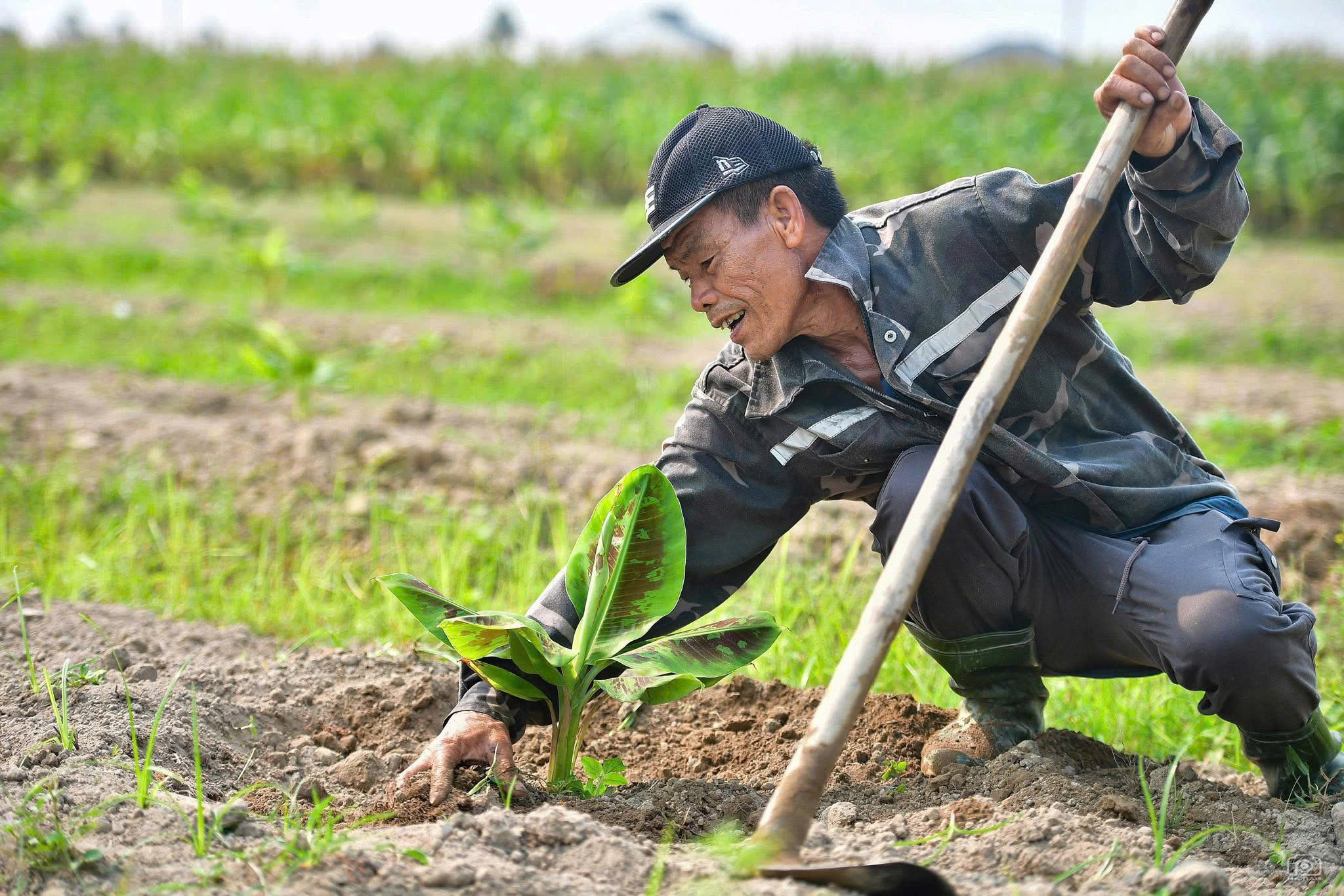 Nông dân Đan Hải làm giàu từ mô hình đa canh trên đất bỏ hoang