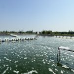 Chủ động từ đầu vụ, hướng tới thắng lợi nuôi trồng thủy sản xuân hè 2026