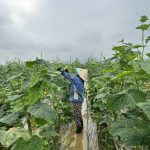 Hiệu quả bước đầu từ mô hình dưa chuột liên kết tại xã Hương Xuân