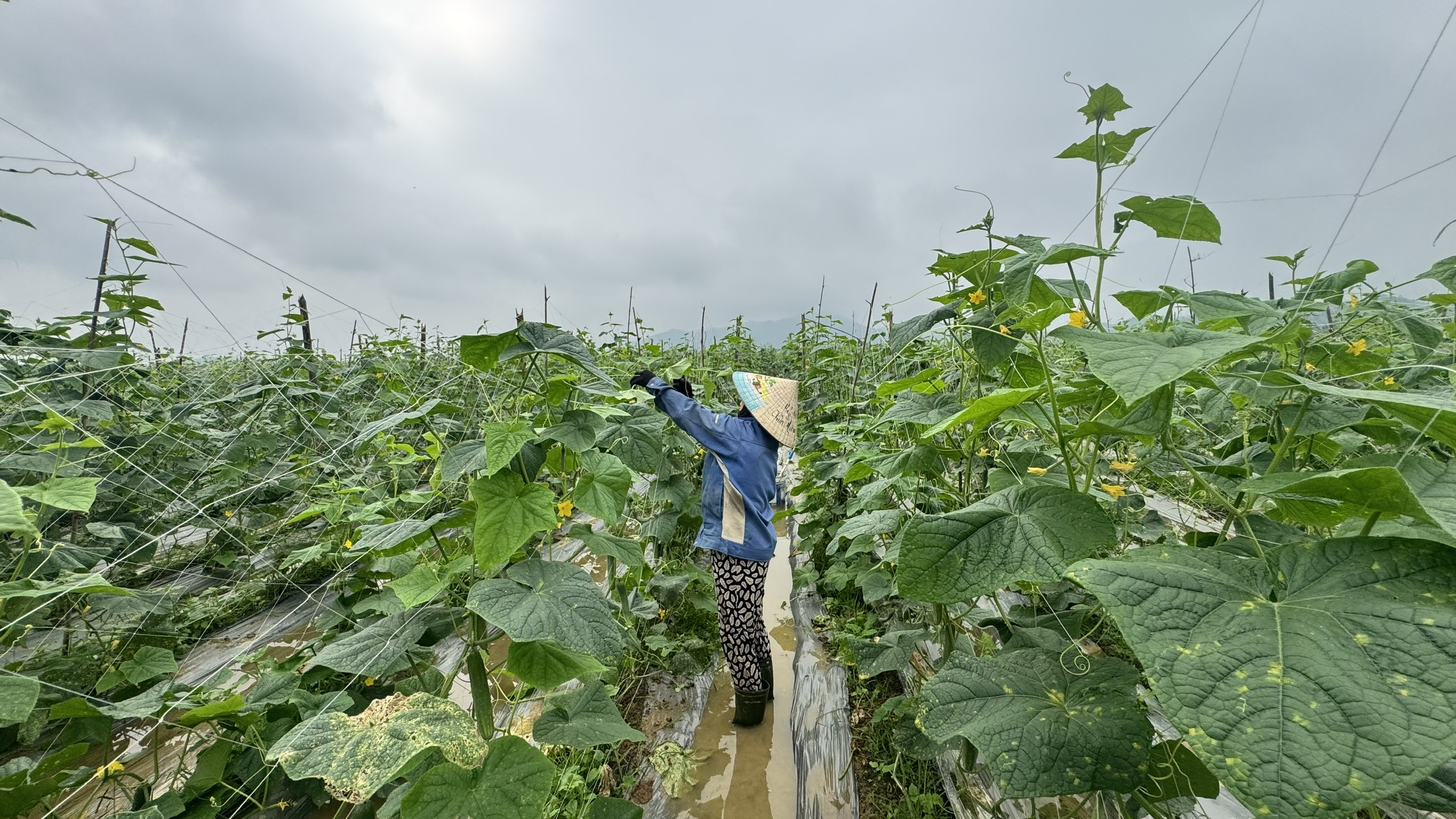 Hiệu quả bước đầu từ mô hình dưa chuột liên kết tại xã Hương Xuân