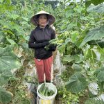 Sản xuất dưa chuột liên kết giúp nông dân Hương Xuân ổn định đầu ra