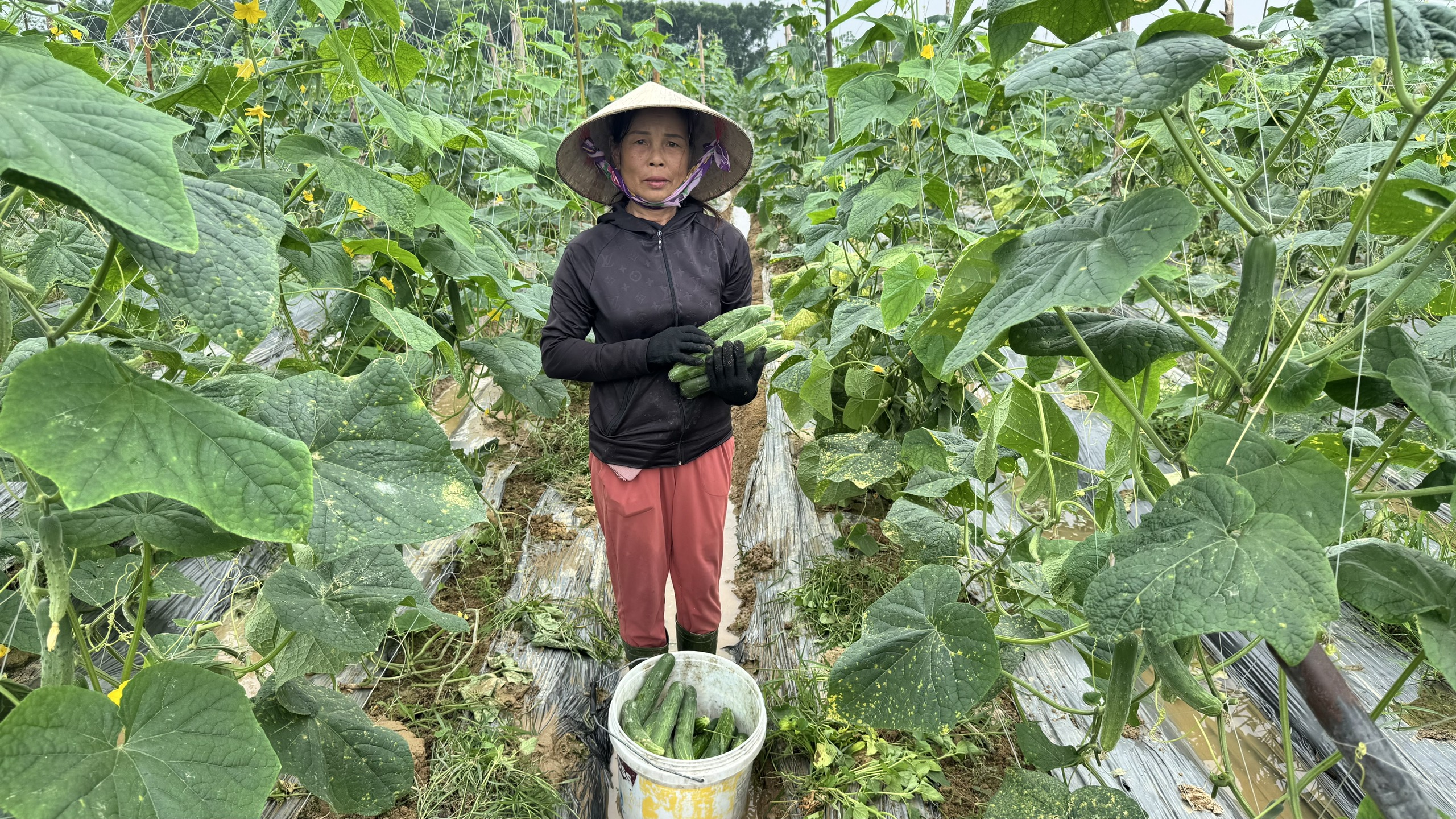 Sản xuất dưa chuột liên kết giúp nông dân Hương Xuân ổn định đầu ra