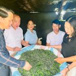 Hướng đi bền vững từ nghề trồng dâu, nuôi tằm ở Tân Tiến