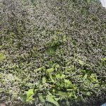 Trồng dâu nuôi tằm cho lợi nhuận cao ở xã Đức Thịnh