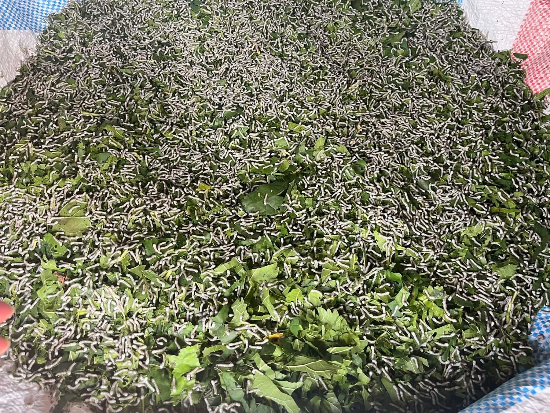 Trồng dâu nuôi tằm cho lợi nhuận cao ở xã Đức Thịnh