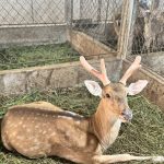 Sơn Giang phát huy thế mạnh nghề chăn nuôi hươu