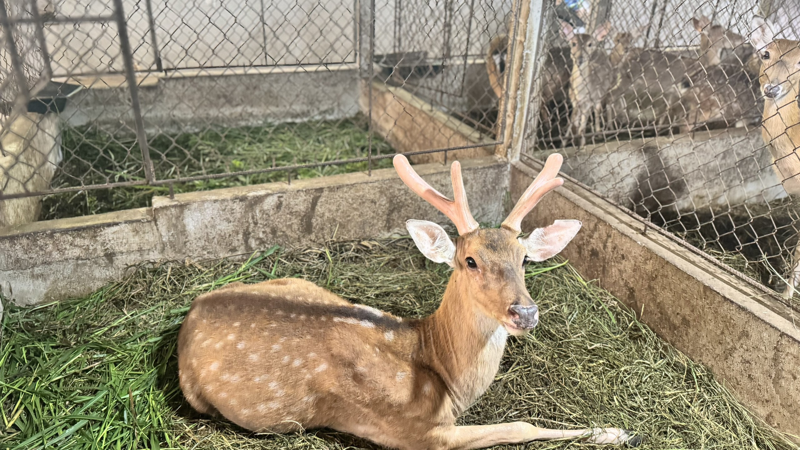 Sơn Giang phát huy thế mạnh nghề chăn nuôi hươu