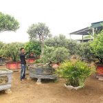 Đồng Tiến đẩy mạnh phát triển mô hình kinh tế, nâng cao thu nhập cho người dân