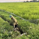 Chủ động chống hạn, bảo vệ cây trồng trong nắng nóng